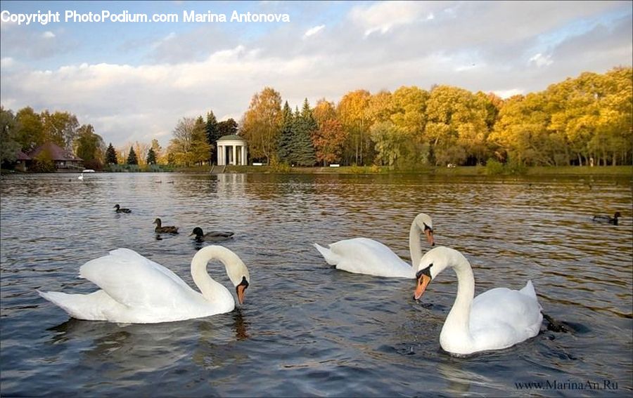 Bird, Swan, Waterfowl, Outdoors, River, Water, Goose
