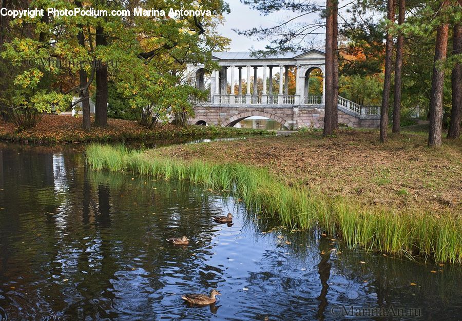 Outdoors, Pond, Water, Gazebo, Forest, Grove, Land