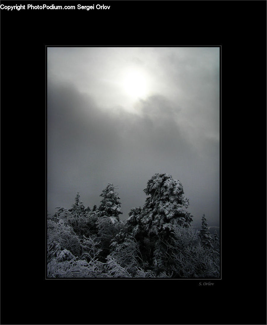 Frost, Ice, Outdoors, Snow, Conifer, Fir, Plant