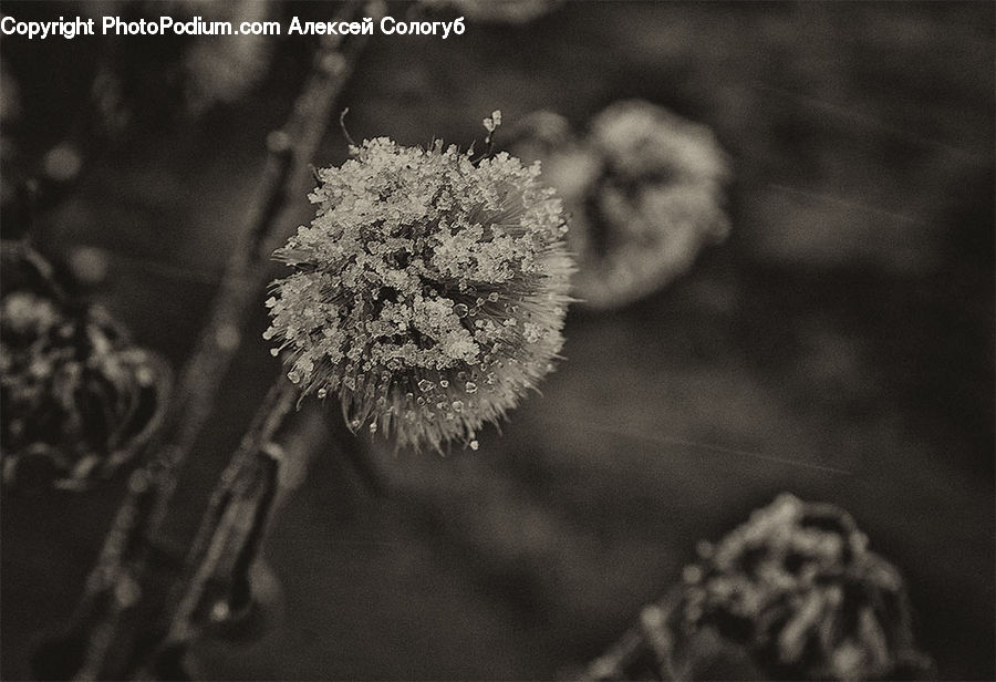 Blossom, Flora, Flower, Plant, Weed, Petal, Bling
