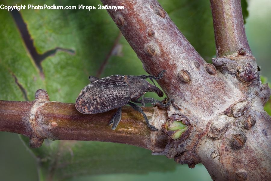 Animal, Wildlife, Lizard, Reptile, Asilidae, Insect, Bird