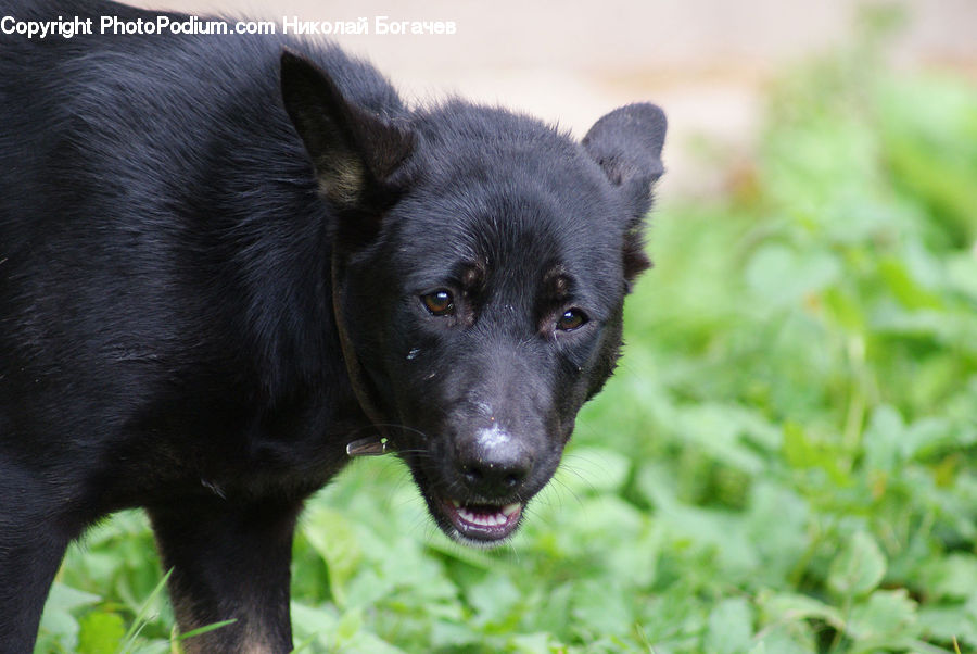 Animal, Canine, Collie, Dog, Mammal, Pet, Puppy