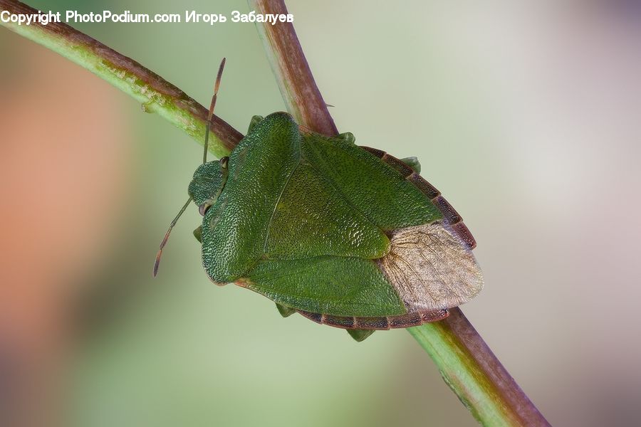 Cricket Insect, Grasshopper, Insect, Invertebrate
