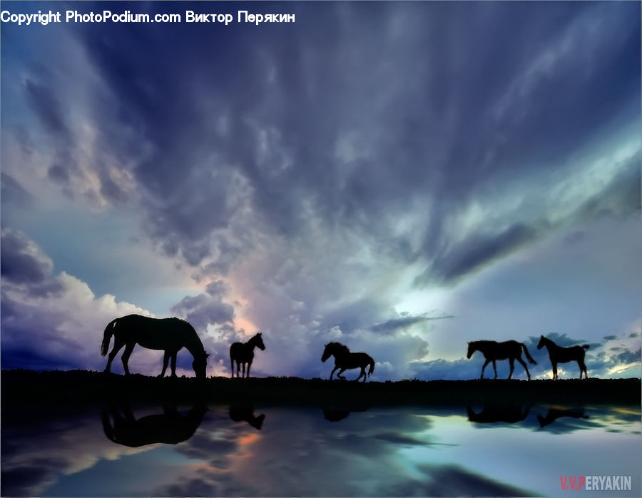 Animal, Horse, Mammal, Silhouette, Dock, Port, Waterfront