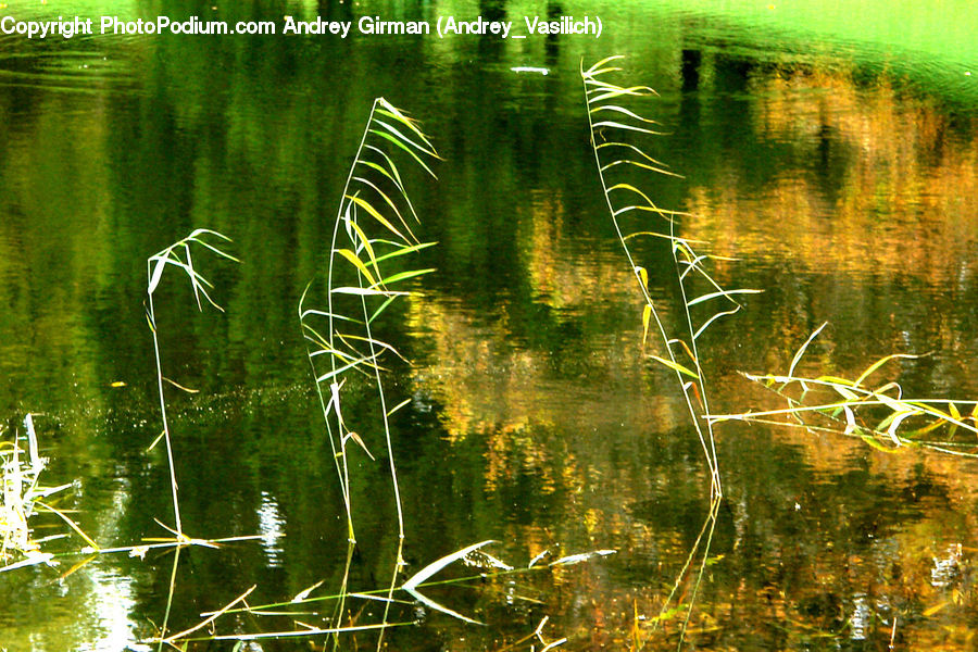 Field, Grass, Grassland, Plant, Land, Marsh, Pond