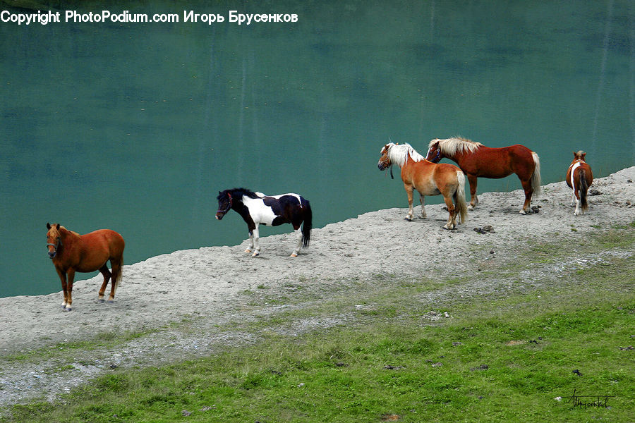Animal, Horse, Mammal, Bongo, Percussion, Stallion, Countryside