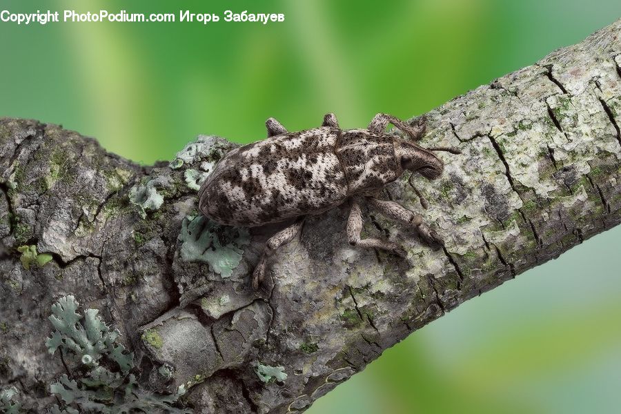 Oak, Tree, Wood, Lizard, Reptile, Cricket Insect, Grasshopper