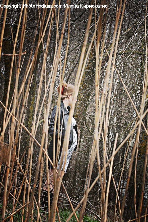 Bird, Crane Bird, Heron, Birch, Tree, Wood, Grass