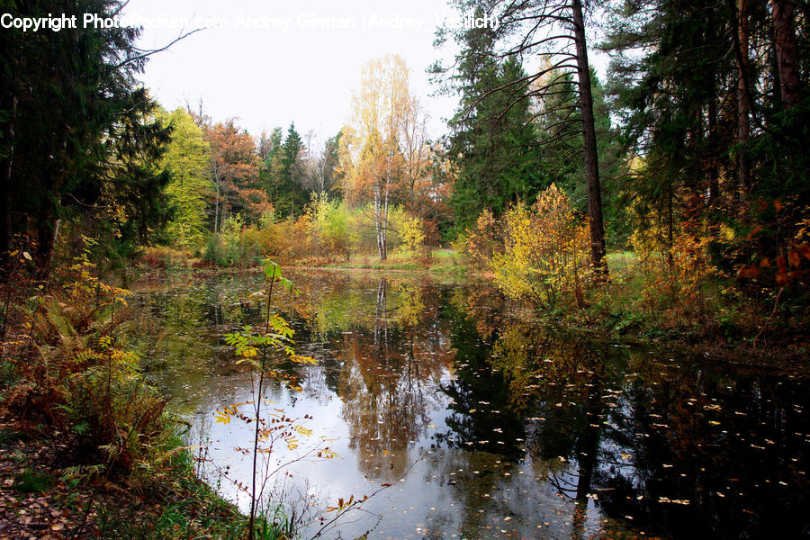 Conifer, Fir, Plant, Tree, Outdoors, Pond, Water