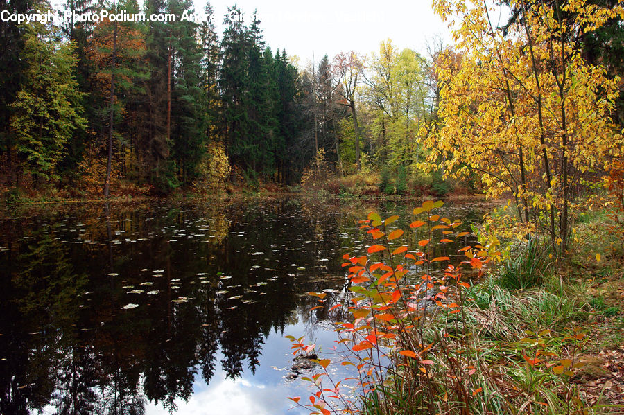 Land, Marsh, Outdoors, Swamp, Water, Forest, Vegetation