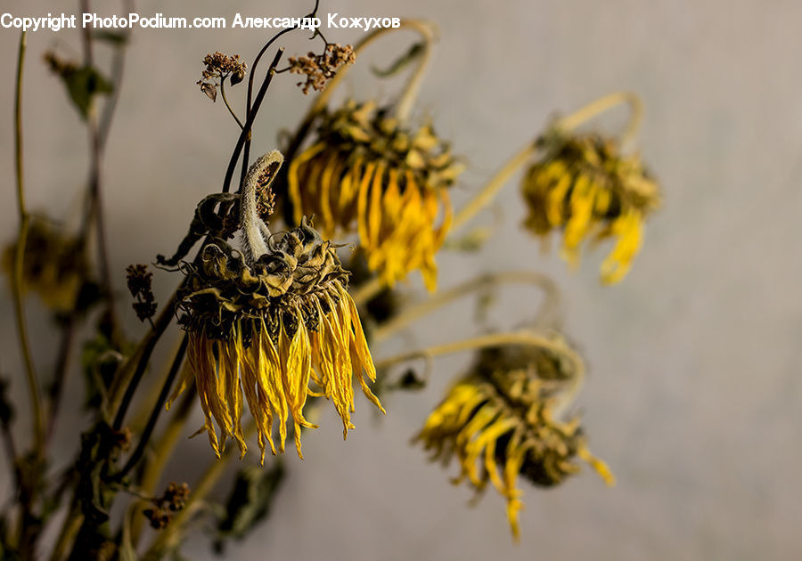Bee, Insect, Invertebrate, Hornet, Wasp, Aster, Blossom
