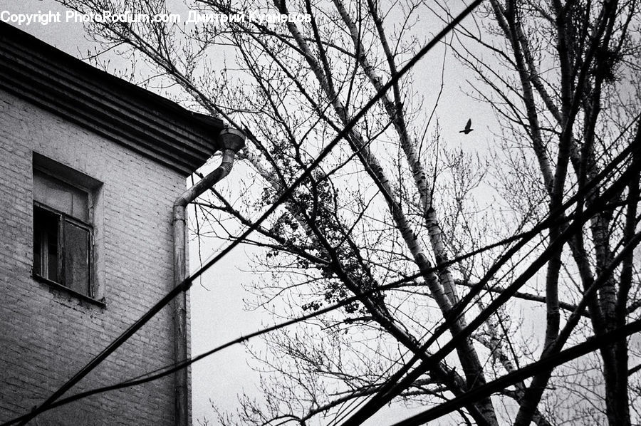 Brick, Plant, Tree, City, Downtown, Urban, Building