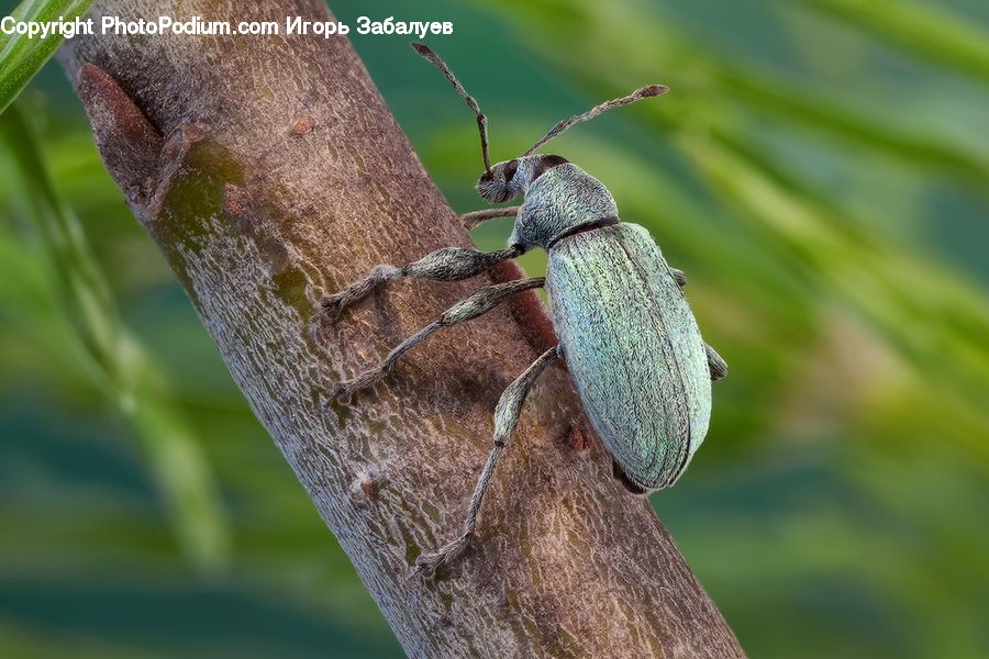 Cricket Insect, Grasshopper, Insect, Invertebrate, Animal, Mammal, Rodent
