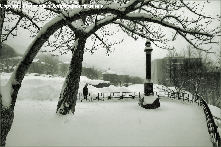 Ice, Outdoors, Snow, Plant, Tree, Park