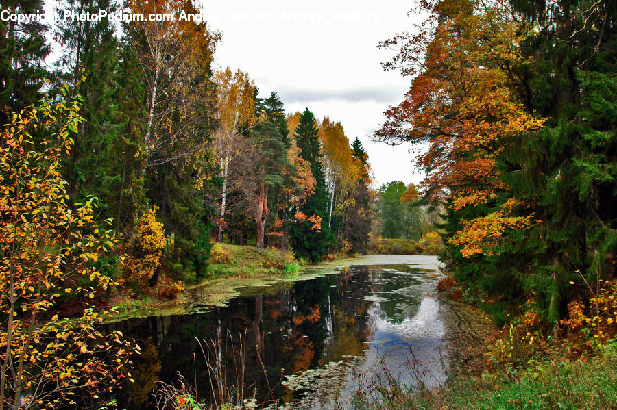 Outdoors, River, Water, Conifer, Fir, Plant, Tree