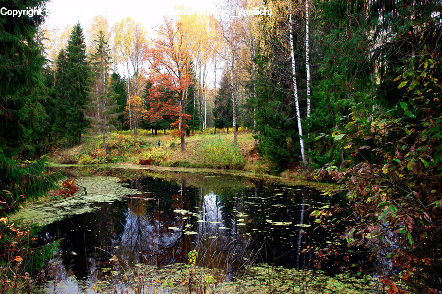 Outdoors, Pond, Water, Conifer, Fir, Plant, Tree