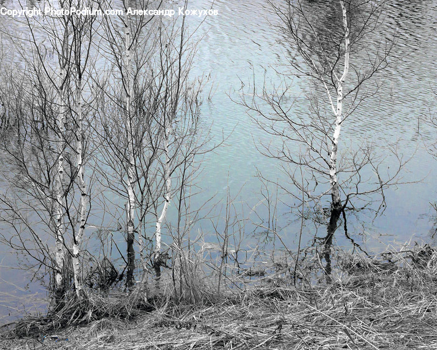 Blizzard, Outdoors, Snow, Weather, Winter, Birch, Tree