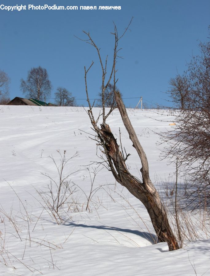 Dune, Outdoors, Plant, Tree, Dirt Road, Gravel, Road
