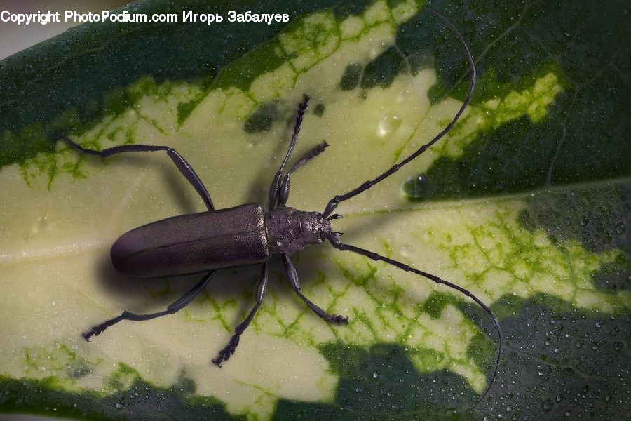 Cricket Insect, Grasshopper, Insect, Arachnid, Black Widow, Garden Spider, Invertebrate