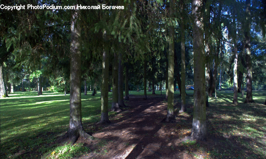 Forest, Grove, Land, Vegetation, Conifer, Fir, Plant