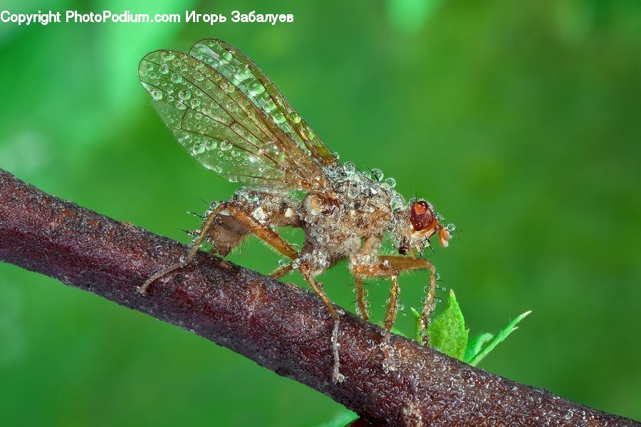 Anisoptera, Dragonfly, Insect, Invertebrate, Asilidae, Mosquito, Cricket Insect