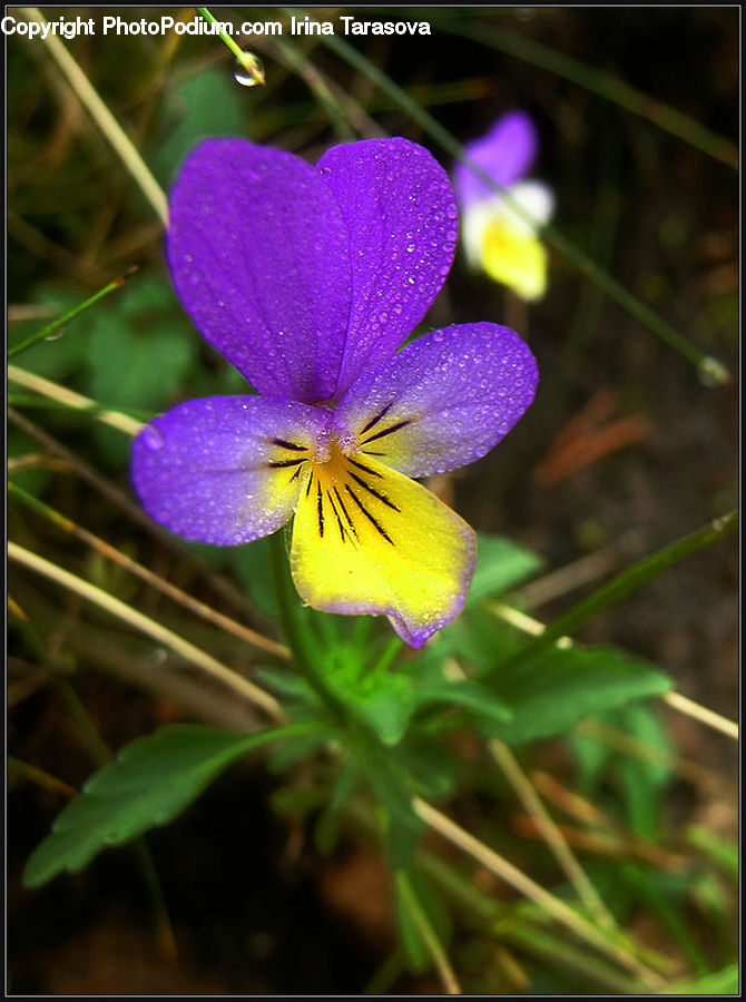 Blossom, Flora, Flower, Plant, Violet, Geranium, Crocus