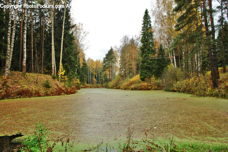 Forest, Vegetation, Conifer, Fir, Plant, Tree, Dirt Road