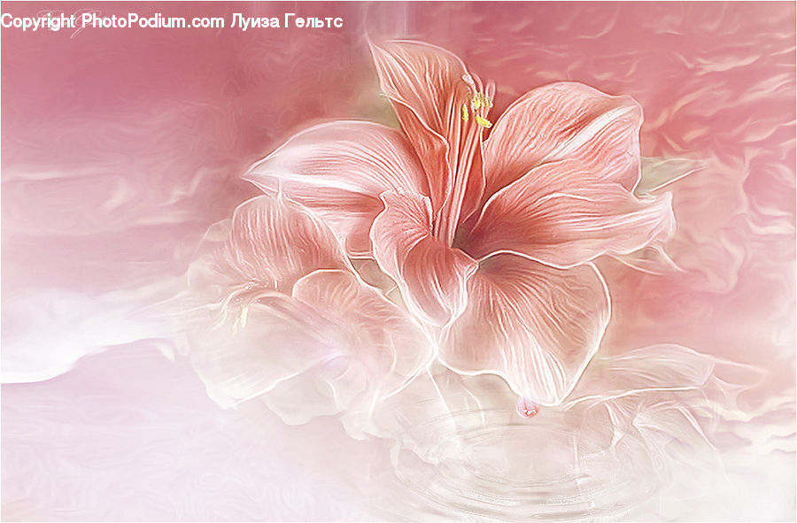 Blossom, Carnation, Flower, Plant, Flora, Geranium, Dahlia
