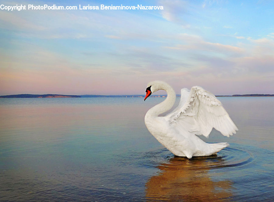 Bird, Swan, Waterfowl, Goose, Crane Bird, Heron, Black Swan