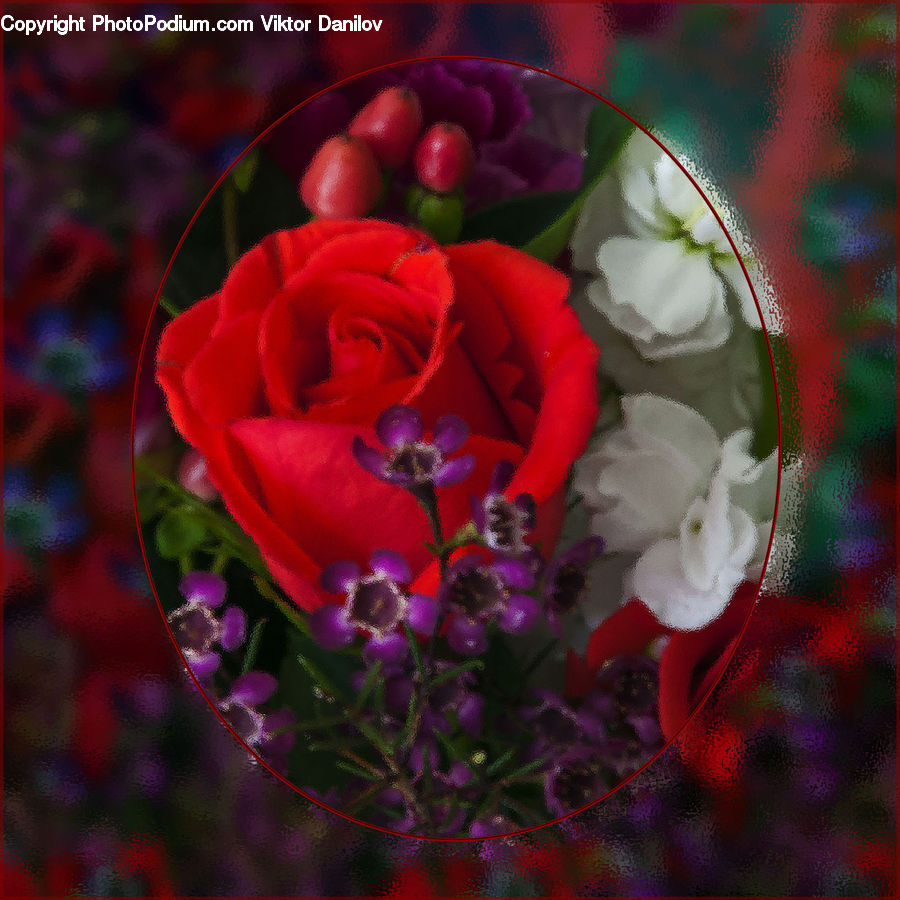 Flower, Flower Arrangement, Flower Bouquet, Flora, Gladiolus, Plant, Blossom