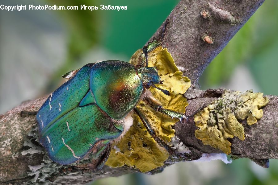 Dung Beetle, Insect, Invertebrate, Butterfly, Anisoptera, Dragonfly, Asilidae
