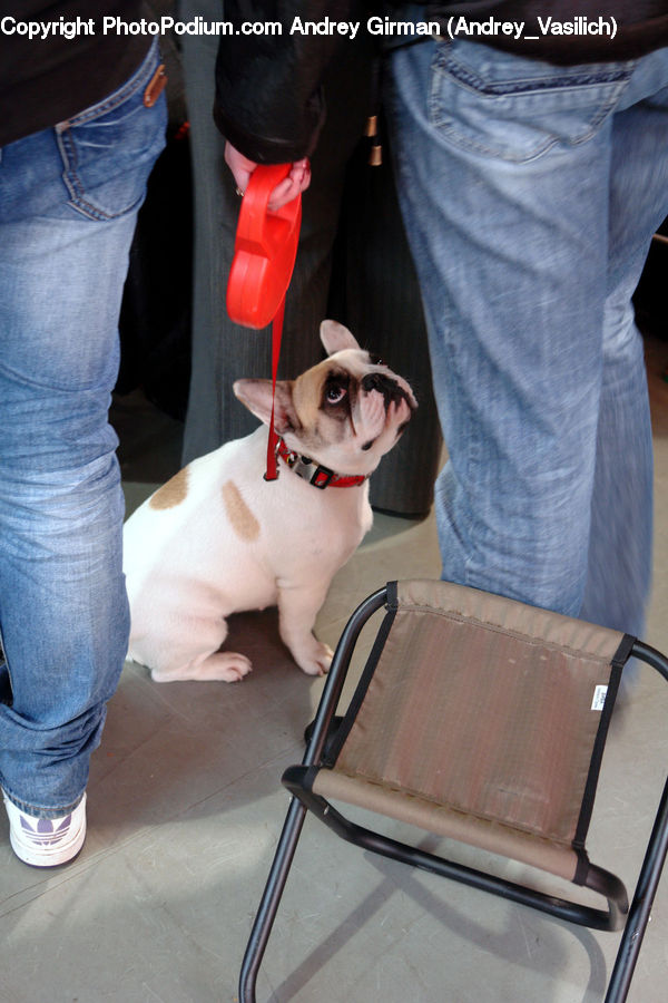 People, Person, Human, Animal, Canine, Dog, Mammal