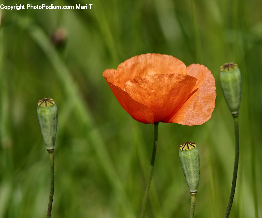 Blossom, Flora, Flower, Plant, Poppy, Field, Grass
