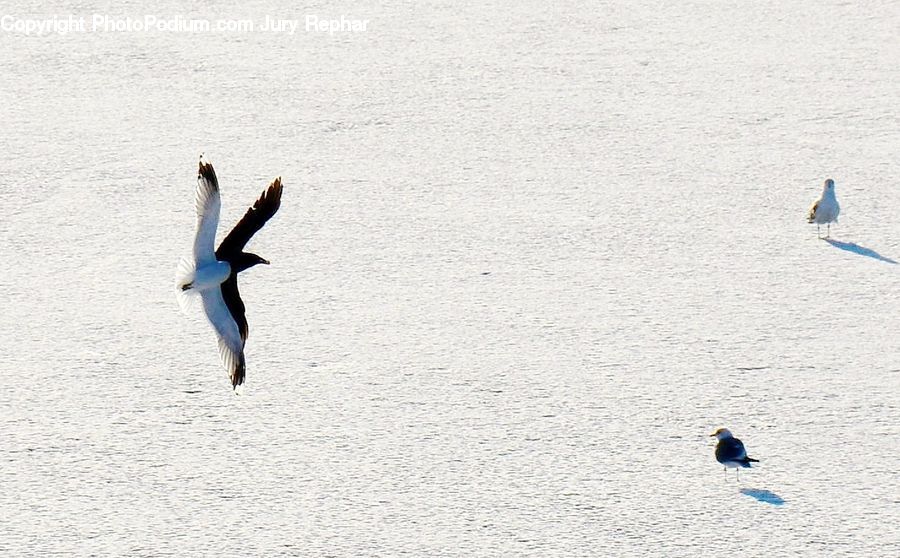 Bird, Goose, Waterfowl, Leisure Activities, Pelican, Seagull, Outdoors