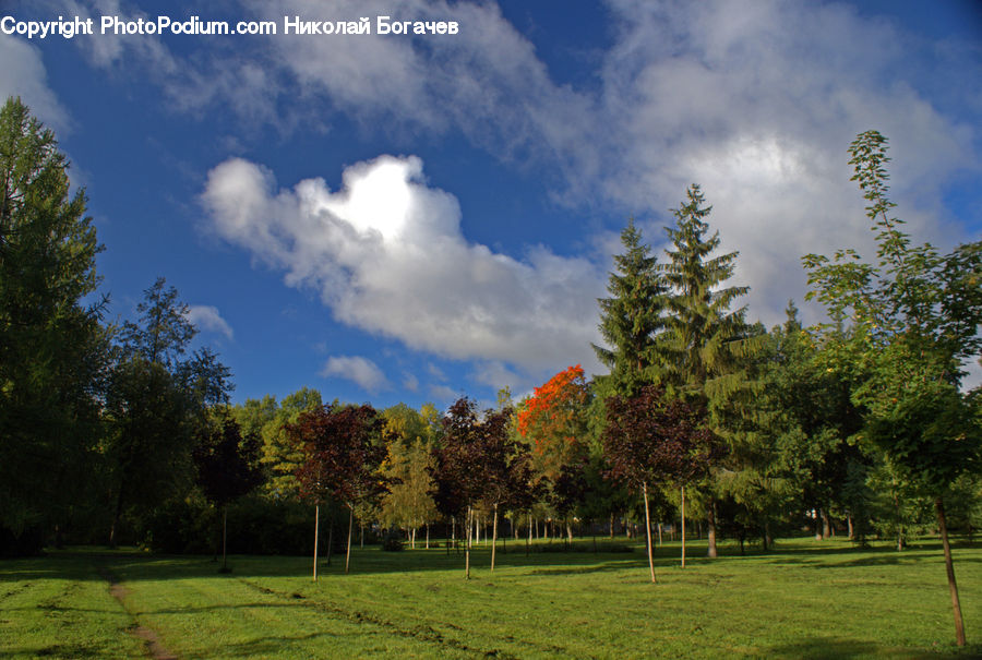 Cloud, Cumulus, Sky, Field, Grass, Grassland, Land
