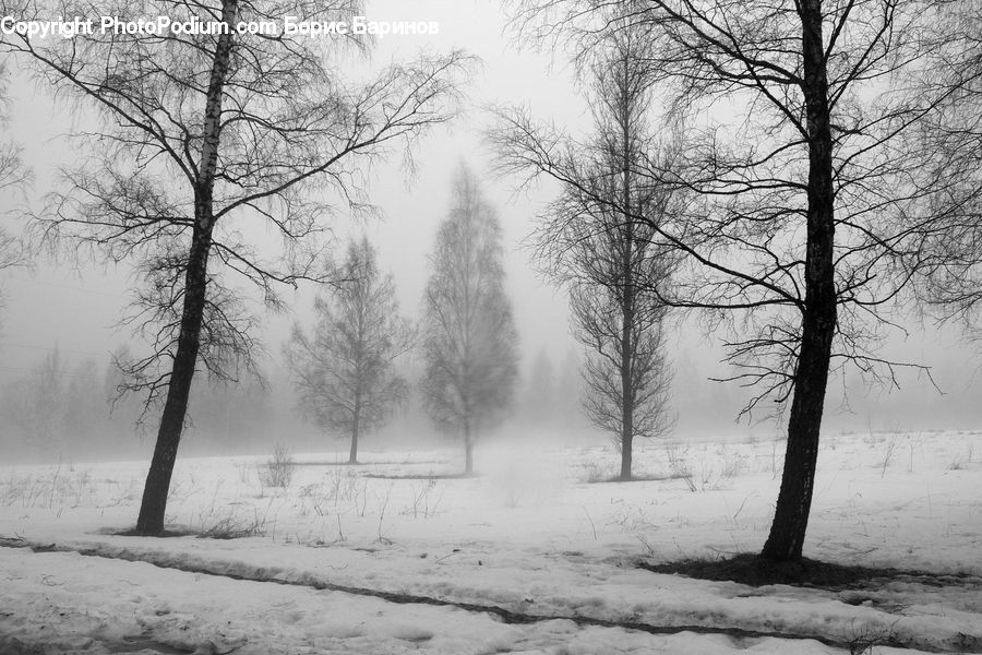 Ice, Outdoors, Snow, Plant, Tree, Frost, Forest
