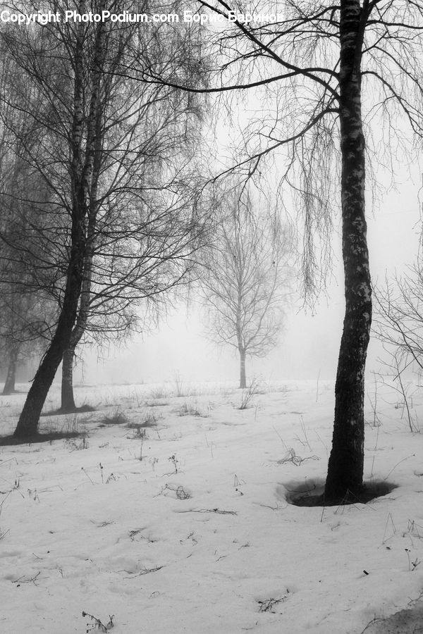 Ice, Outdoors, Snow, Plant, Tree, Forest, Vegetation