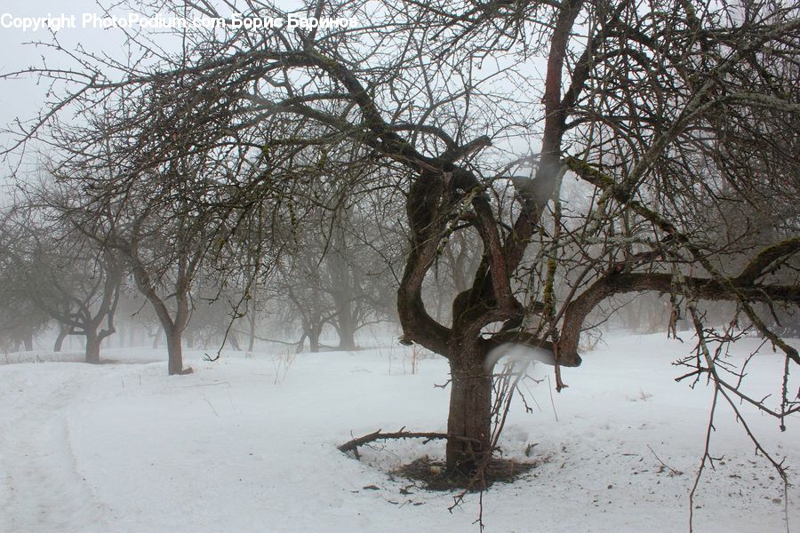 Plant, Tree, Oak, Wood, Landscape, Nature, Scenery