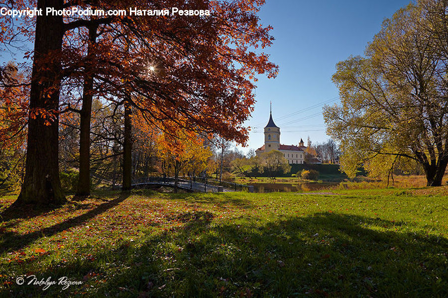 Park, Plant, Tree, Field, Grass, Grassland, Conifer