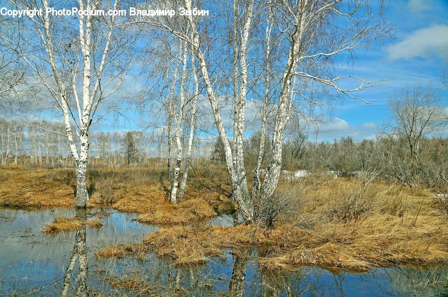 Birch, Tree, Wood, Land, Marsh, Outdoors, Swamp
