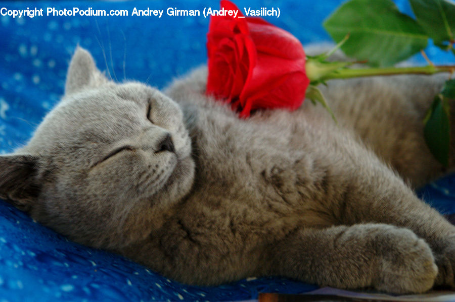Asleep, Abyssinian, Animal, Cat, Mammal, Pet, Manx