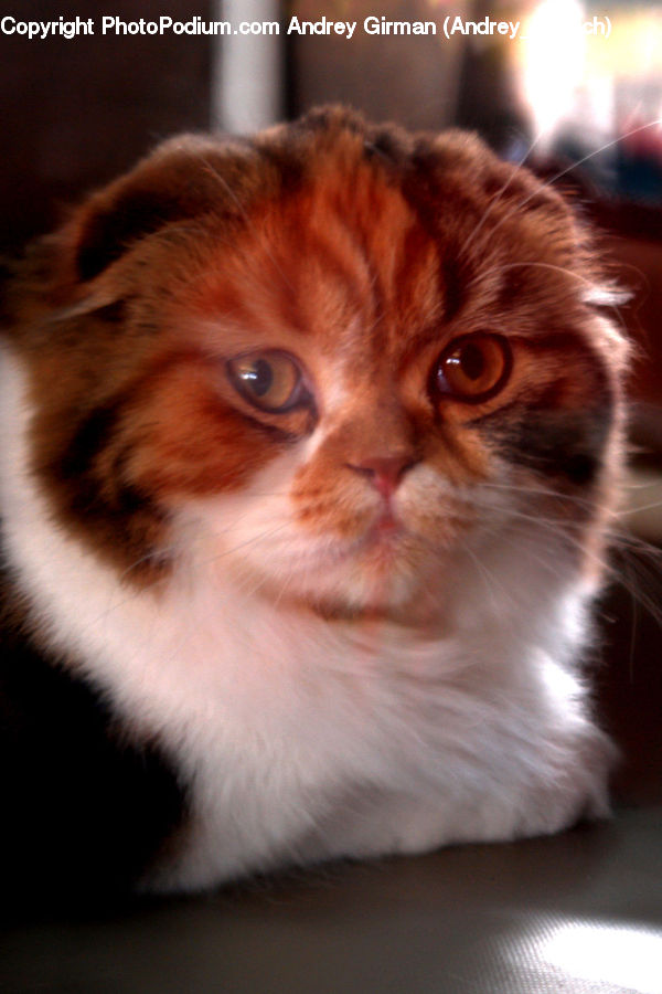 Animal, Cat, Mammal, Manx, Pet, Kitten