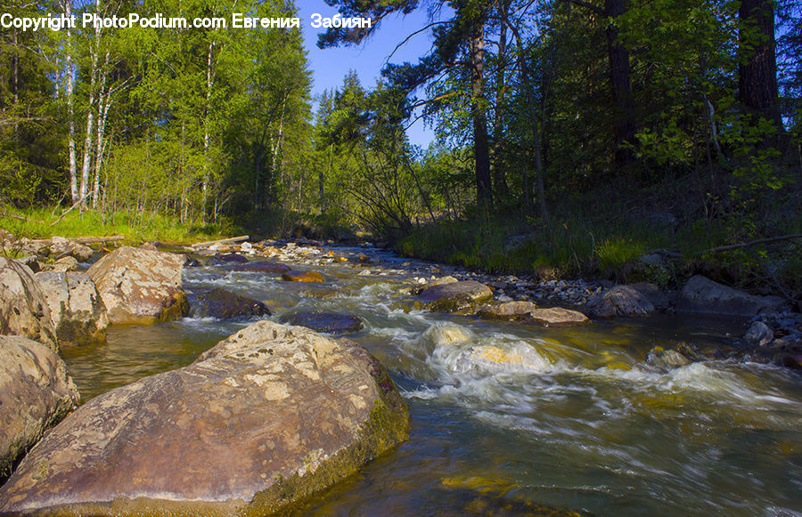 Creek, Outdoors, River, Water, Forest, Grove, Land