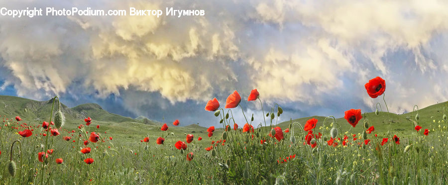Blossom, Flora, Flower, Plant, Poppy, Field, Grass