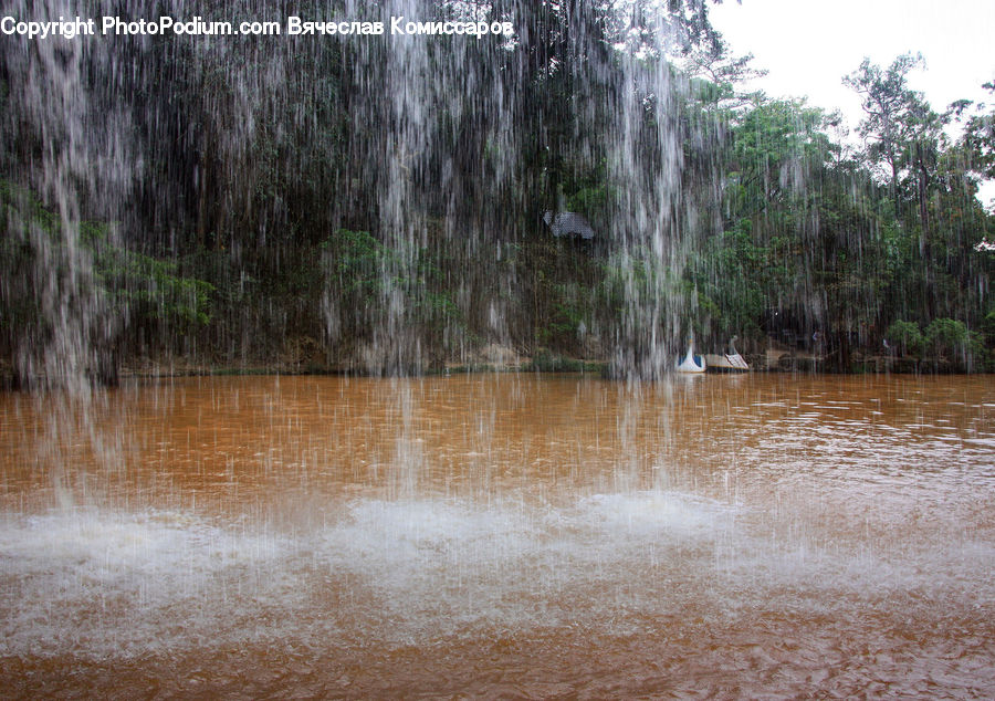 Flood, Forest, Vegetation