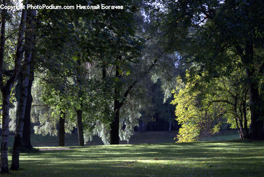 Plant, Tree, Forest, Vegetation, Oak, Wood, Fir