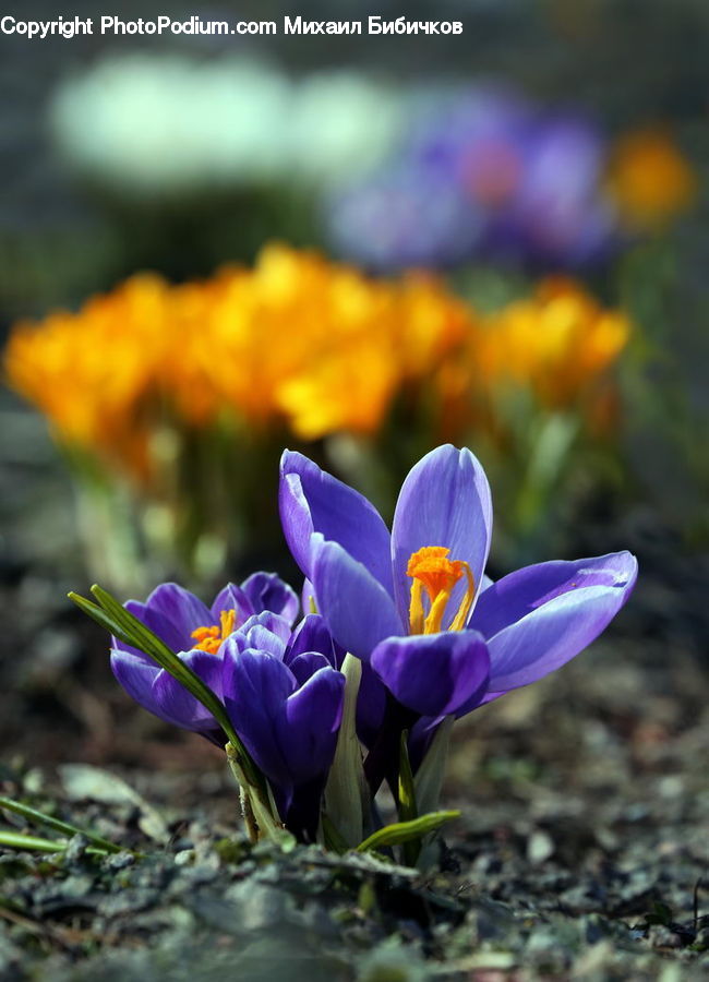 Blossom, Crocus, Flora, Flower, Plant