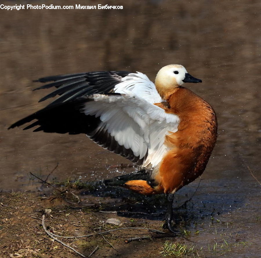 Bird, Duck, Teal, Waterfowl, Goose, Beak