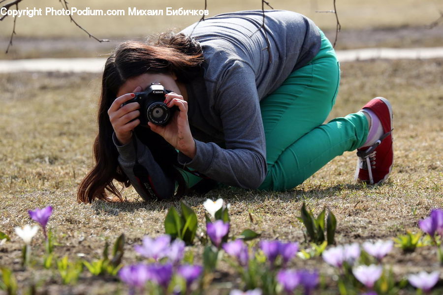 Blossom, Crocus, Flora, Flower, Plant, People, Person