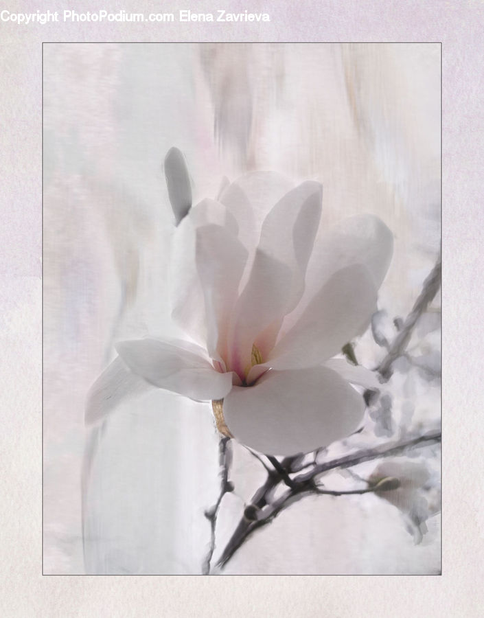 Paper, Accessories, Flower, Flower Arrangement, Flower Bouquet, Blossom, Flora